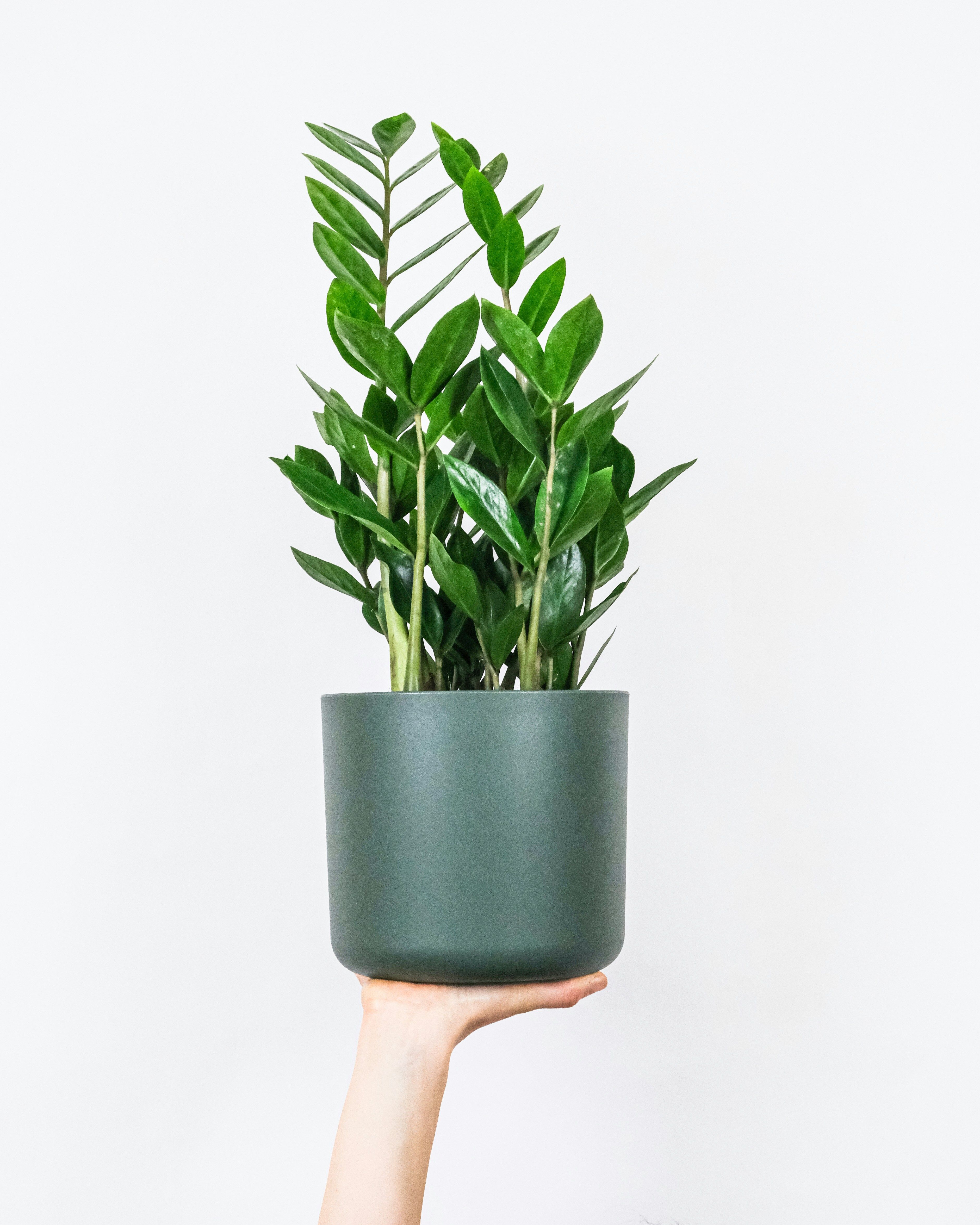 Zamioculcas (Zamiokulkas) (Rośliny domowe) — sklep Verdora
